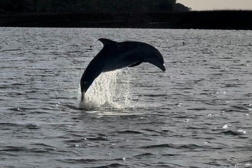 Private Charleston Sunset & Dolphin Cruise 5