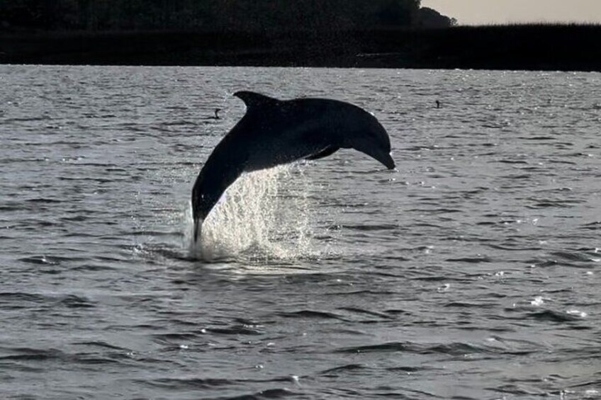 A dolphin leaping out of the water. 3