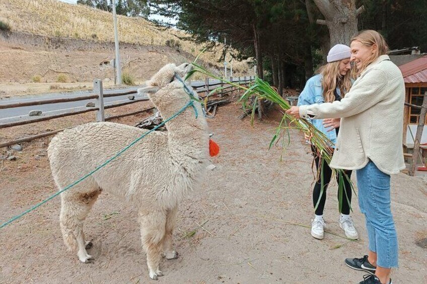 A llama being fed by a person holding a bunch of green plants. 5