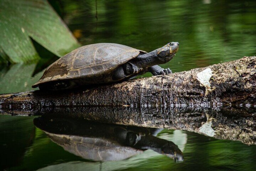 A turtle on a log over water. 3