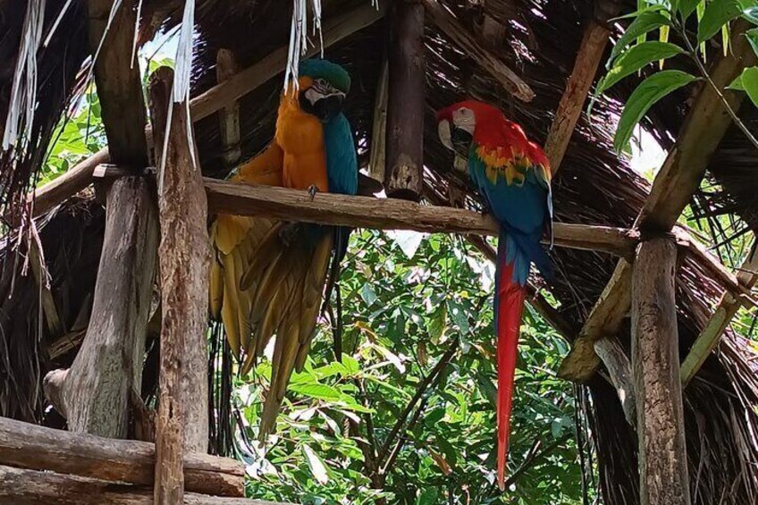 Two colorful parrots perched on a wooden structure surrounded by lush greenery. 2