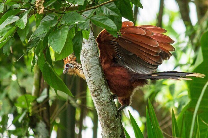 A bird perched on a tree branch with green leaves. 4