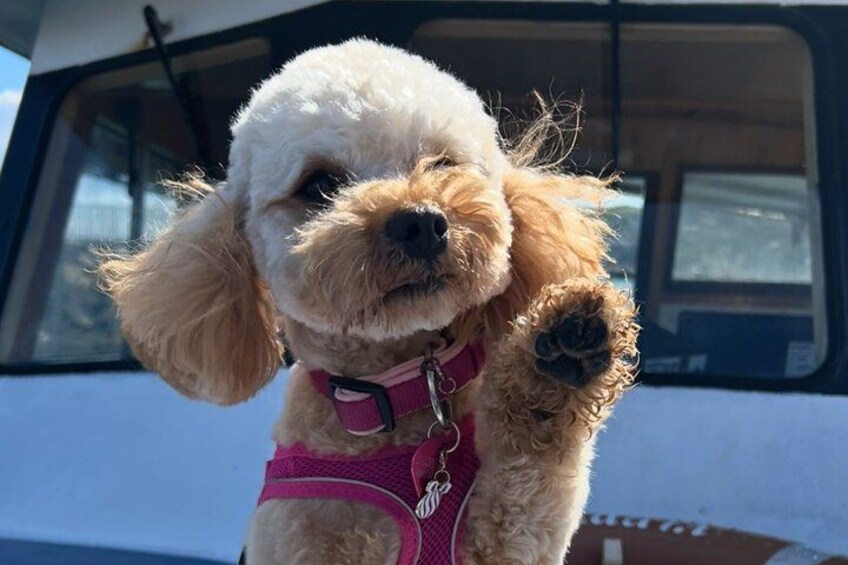 Un petit chien à la fourrure douce, portant un harnais rose, se tient devant un véhicule. 5