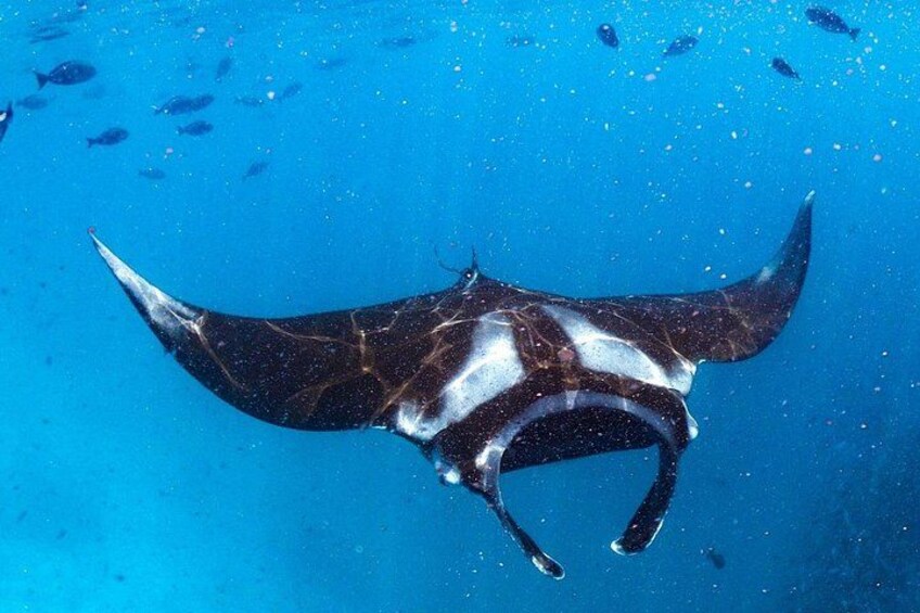 En mantarocka som simmar under vattnet, med en stim av fiskar i bakgrunden. 4