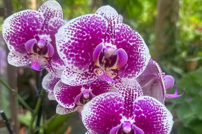 Paarse orchideeën met witte spikkels. 4