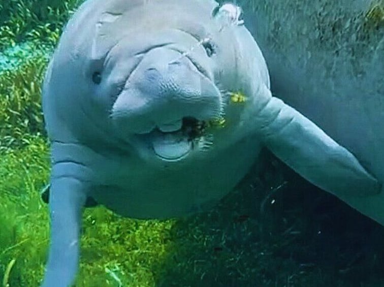 Een groot waterdier, mogelijk een manatee, in een natuurlijke wateromgeving met groene waterplanten. 3