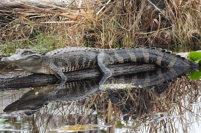 Silver Springs Clear Kayak Manatee, Monkey & Wildlife Adventures 3