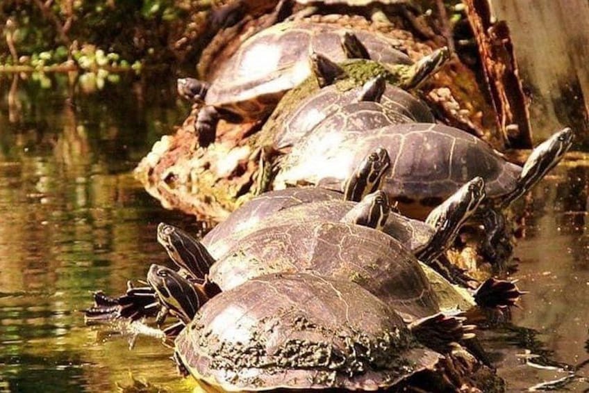 Turtle Party! 5