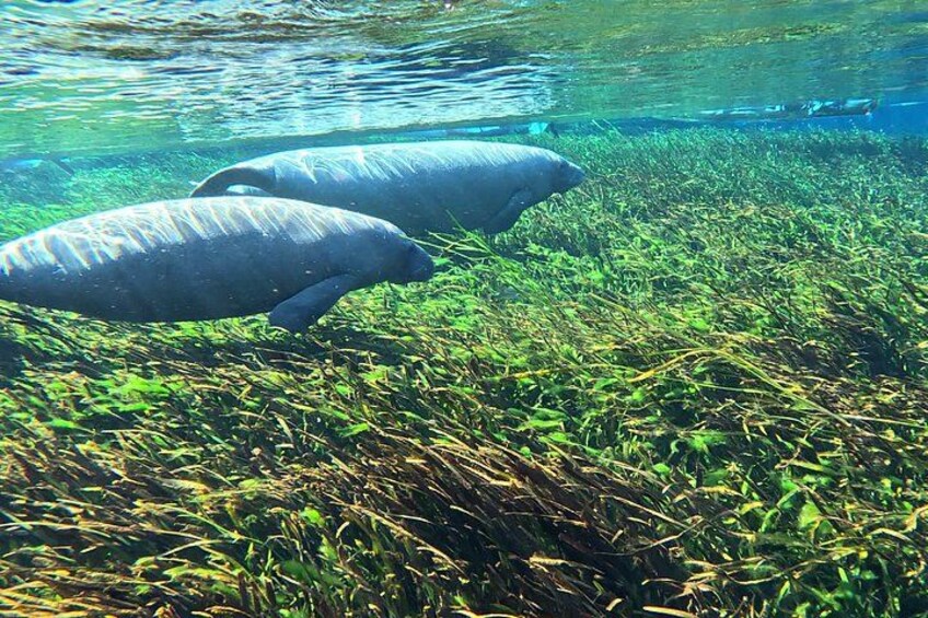 Silver Springs Clear Kayak Manatee, Monkey & Wildlife Adventures 5