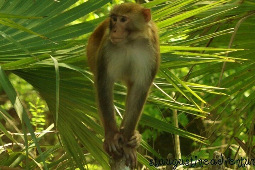 Silver Springs Monkeys! 1