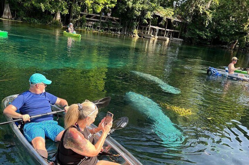 Manatees! 4