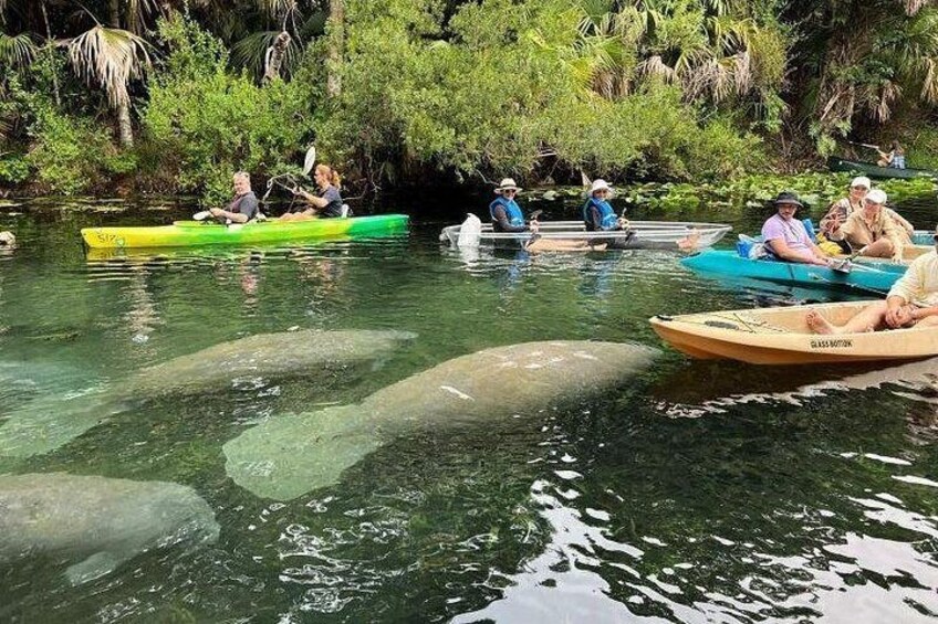 Kayak with
manatees! 4