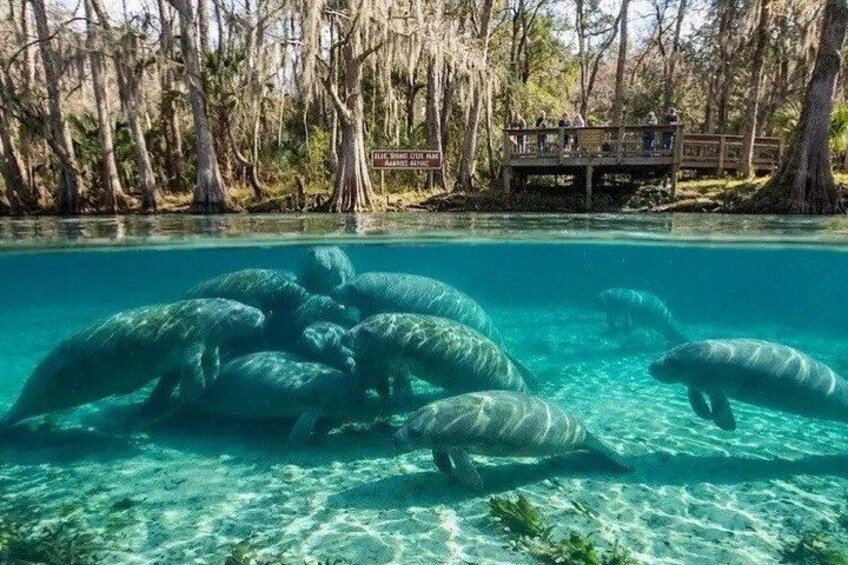 Silver Springs Clear Kayak Manatee, Monkey & Wildlife Adventures 3