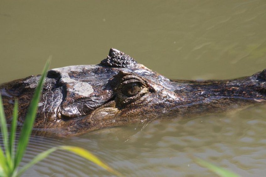 Tarcoles River Small-Group Crocodile Adventure Tour 2