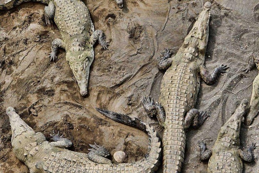 Eine Gruppe Krokodile auf schlammigem Untergrund. 1