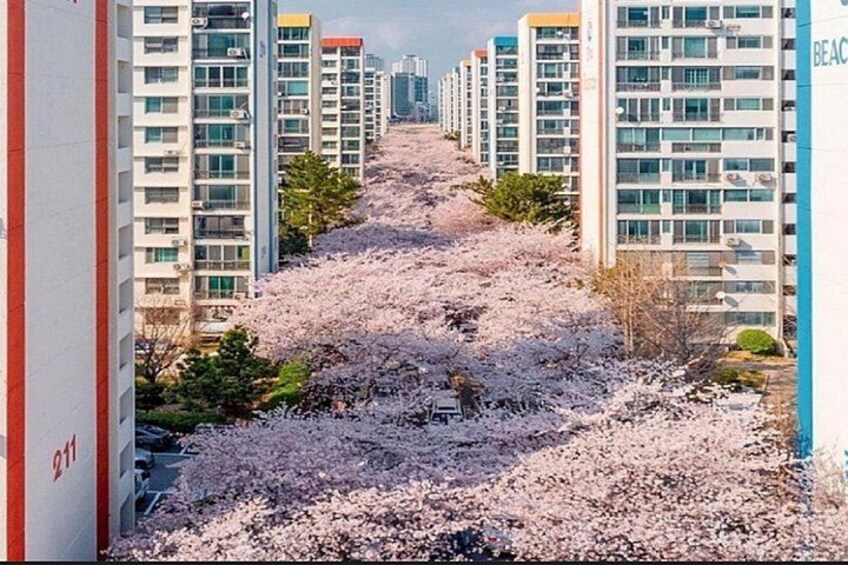 Busan Cruise Port – Premium Small Group Tour (Max 6 Guests) 5