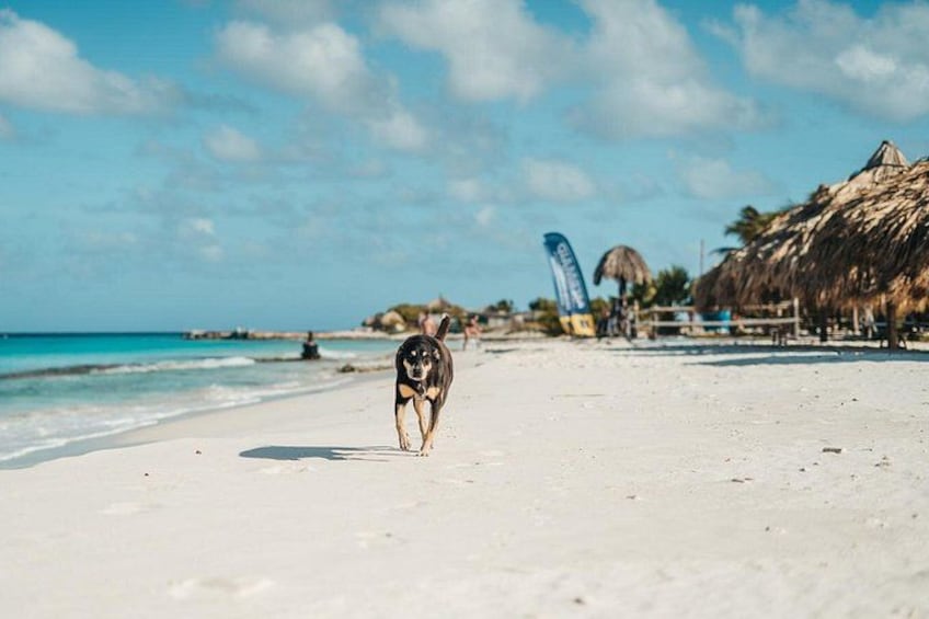 Una playa con un perro caminando sobre la arena, una estructura con techo de paja y un cielo azul despejado. 2