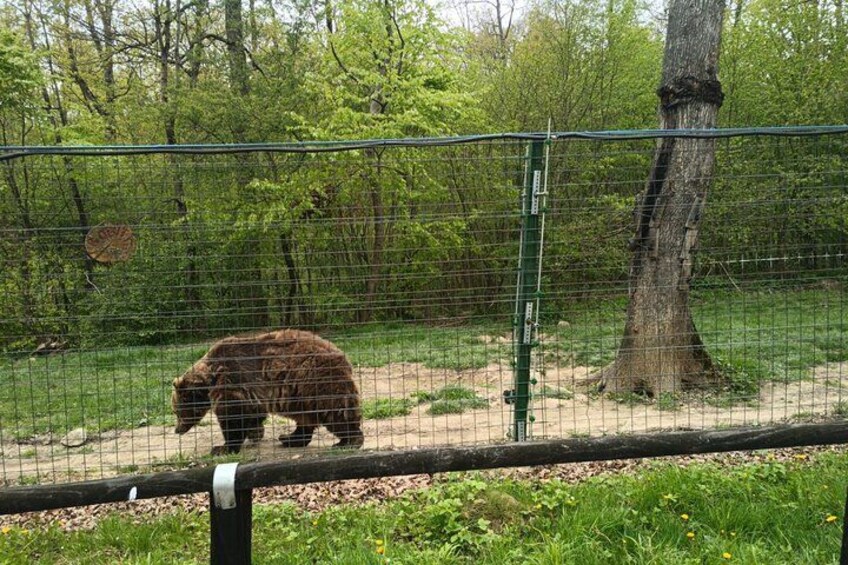 Een beer loopt in een omheind gebied met bomen en gras. 5