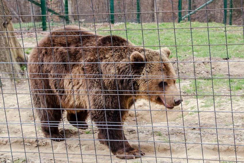 Bear Sanctuary and Bran Castle from Brasov 2