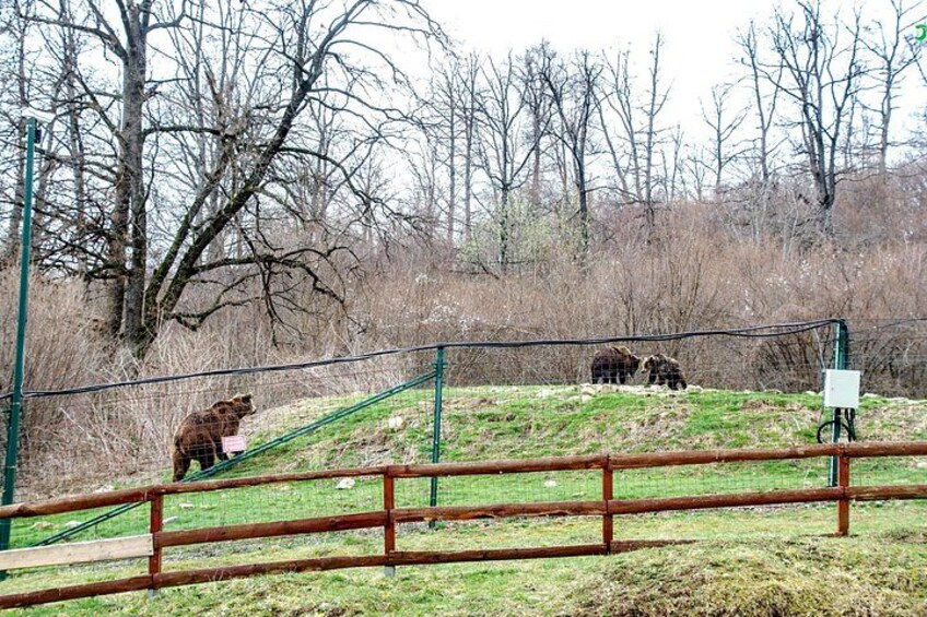 Un enclos grillagé abritant des ours, une colline herbeuse et des arbres sans feuilles. 2