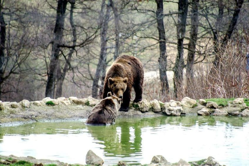 Bear Sanctuary and Bran Castle from Brasov 1