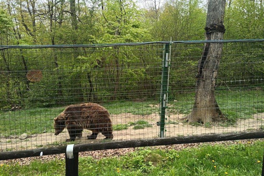 Bear Sanctuary and Bran Castle from Brasov 3