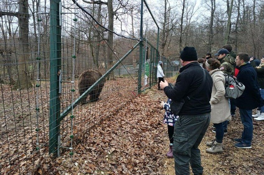 Bear Sanctuary and Bran Castle from Brasov 2