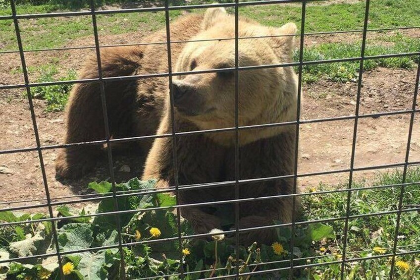 Een beer achter een metalen hek in een dierentuin. 3