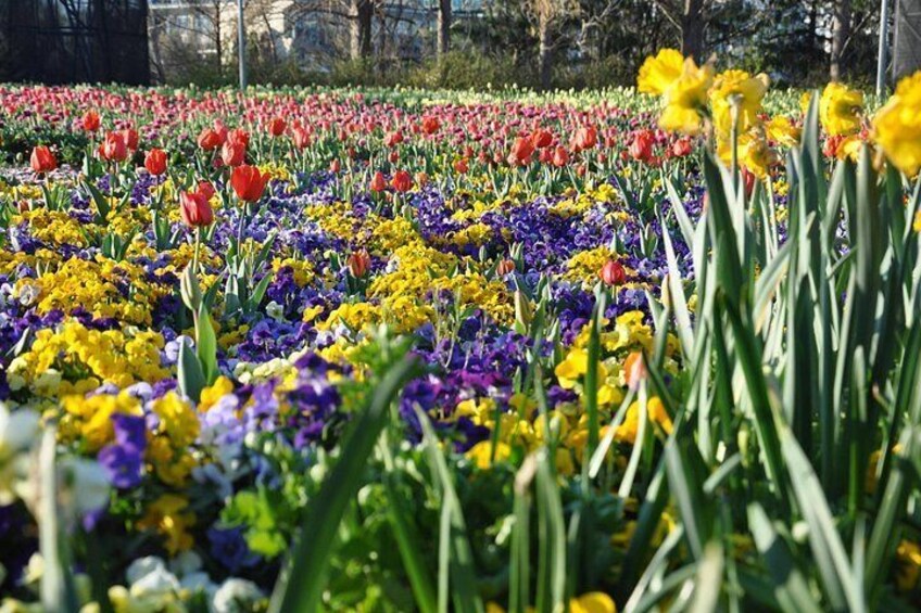 A tulip and daffodil field with a variety of colors. 5