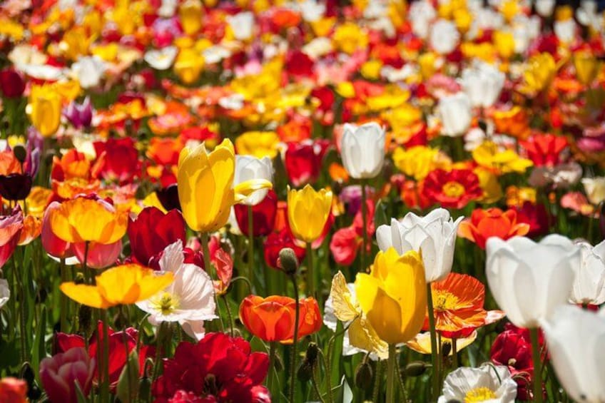 A field of tulips in various colors. 1