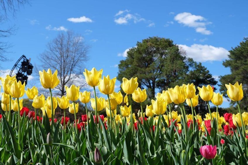 A field of yellow and red tulips with trees in the background. 2