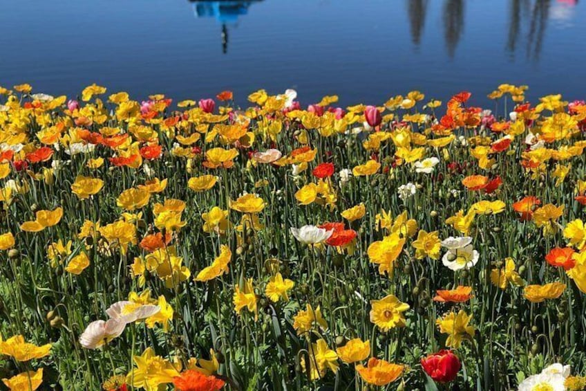 A field of poppies in various colors. 3