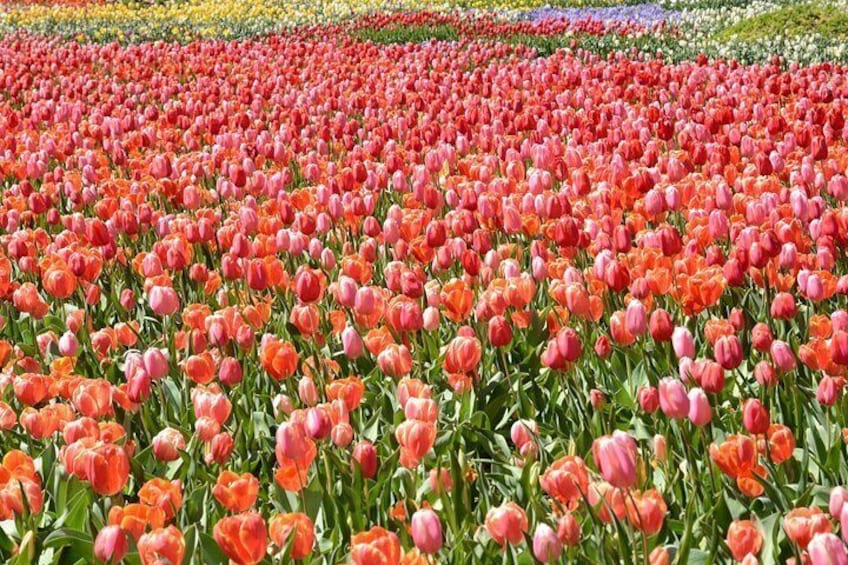 A field of tulips in various colors. 4