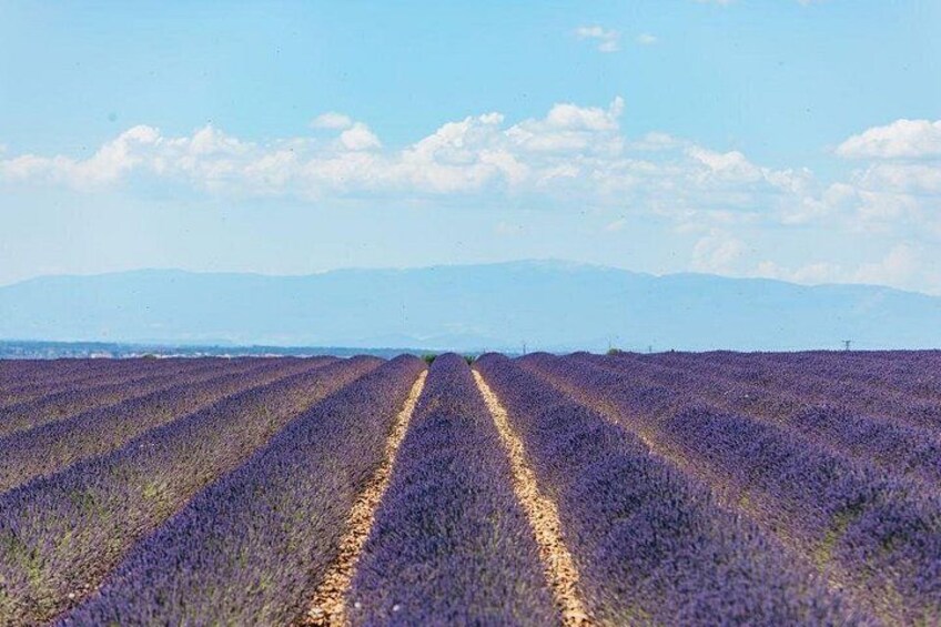 Private Tour of Gorges of Verdon and Fields of Lavender in Nice 2