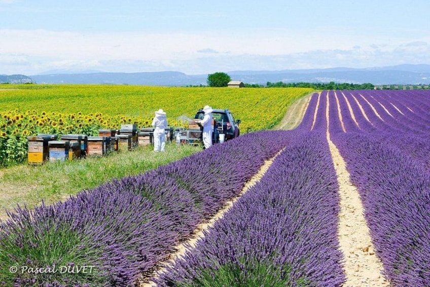 Private Tour of Gorges of Verdon and Fields of Lavender in Nice 4