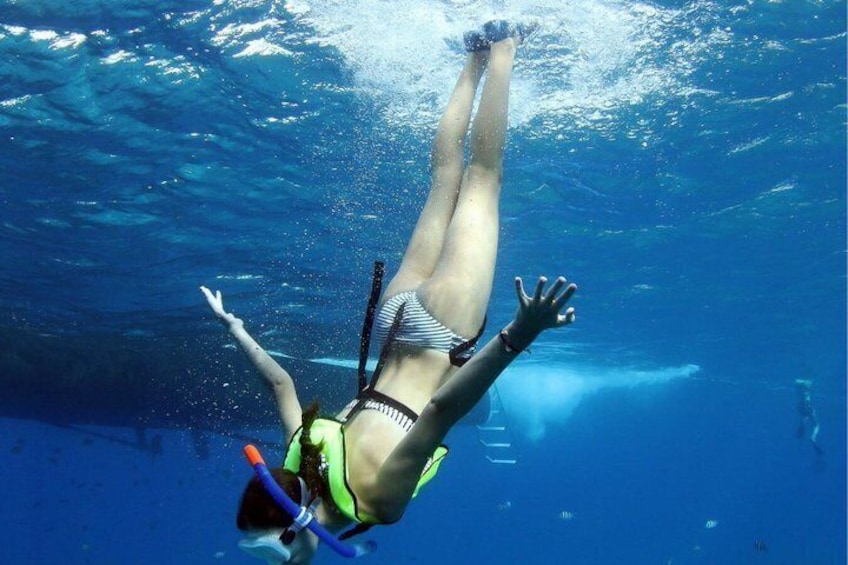 3 Zipline Adventure and 3.5 hour Afternoon Snorkel Cruise 5