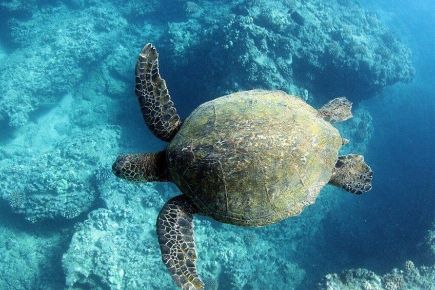 3 Zipline Adventure and 3.5 hour Afternoon Snorkel Cruise 5