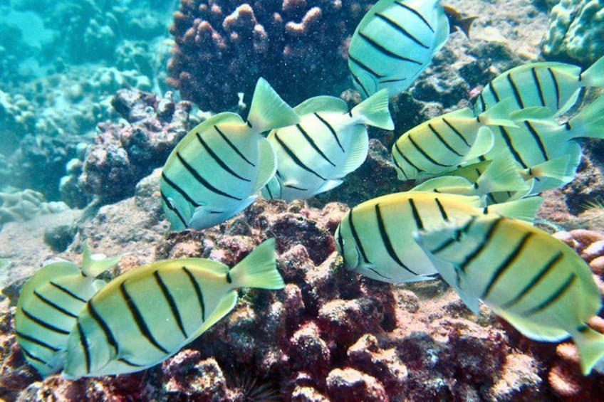 3 Zipline Adventure and 3.5 hour Afternoon Snorkel Cruise 3