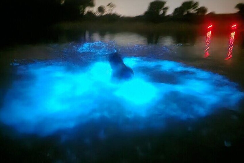 A big splash activates the bioluminescence in a blue spectacle.