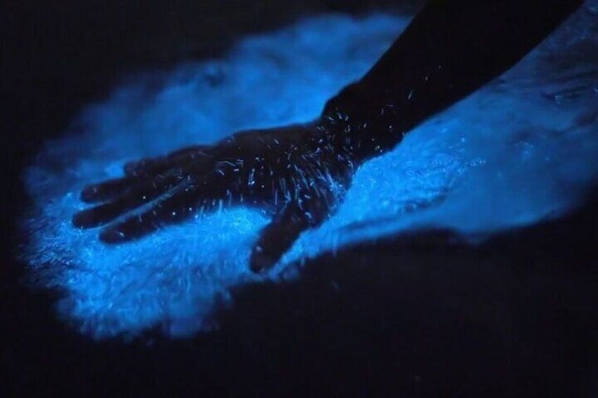 A hand activates the blue glow f the bioluminescence.