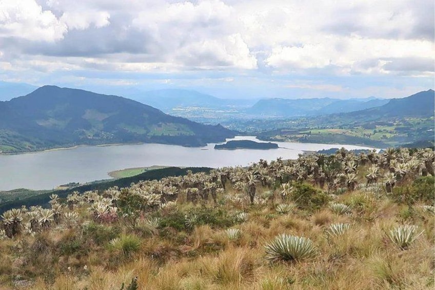 Un paysage comprenant un lac, des montagnes et un groupe dense de plantes d’agave. 3