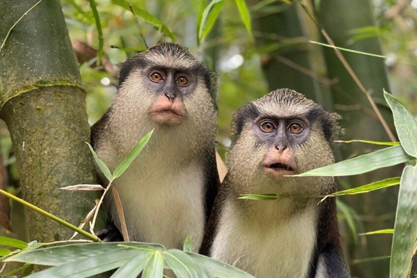 Mona monkeys 1