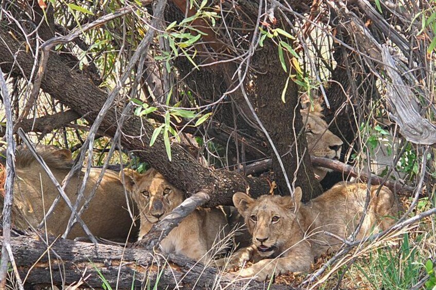 A group of lions resting under a tree in a natural setting. 1