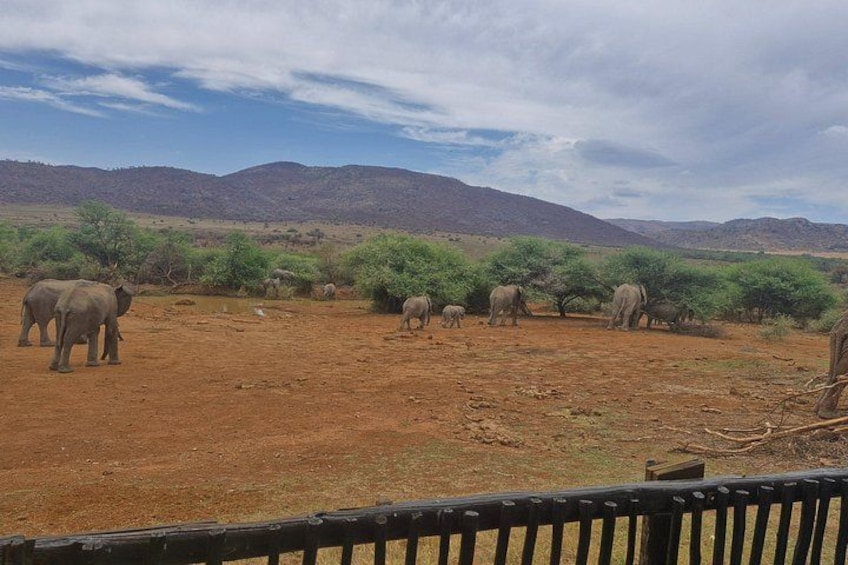 A group of elephants in a dry, open landscape with sparse vegetation and distant hills. 3
