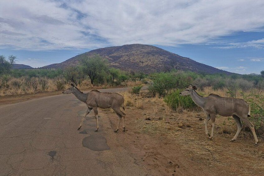 Two antelopes on a road with a mountain in the background. 2