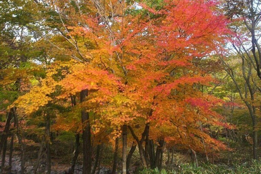 As one of Korea’s 3 spirit mountains, Hallasan Mountain is located on the southernmost part of the Korean Peninsula,and lays claim to the title of South Korea’s tallest mountain with the height of 1,9 3