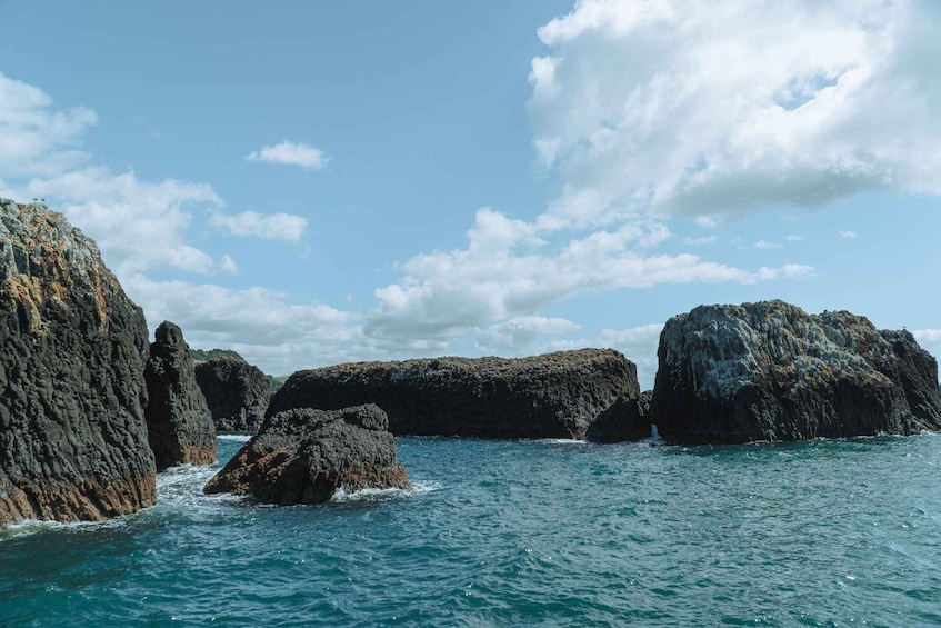 Picture 4 for Activity From Paihia: Day in the Bay Cruise 3