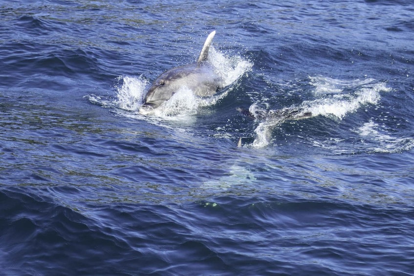 Picture 6 for Activity From Paihia: Day in the Bay Cruise 2