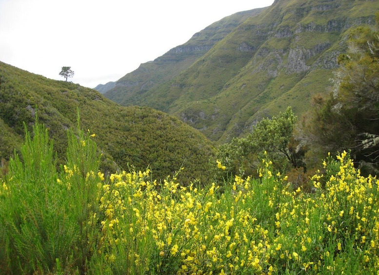 Picture 3 for Activity Madeira: Guided Full-Day Rabaçal Walk