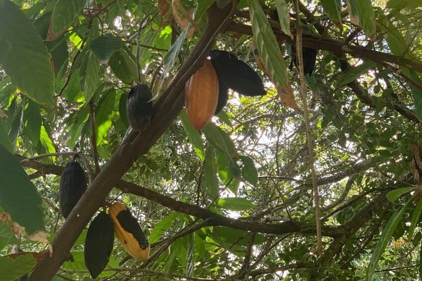 Tour To The Damajagua Waterfalls 3
